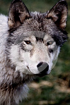 Gray Wolf, Rocky Mountains