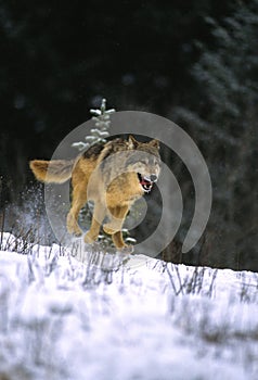 Gray Wolf Running