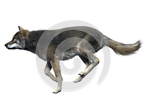 Gray Wolf Running
