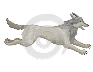 The gray wolf running. Vector cartoon illustration