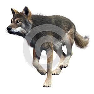 Gray Wolf Running Front View