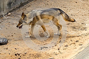 The gray wolf is running on the Kyiv zoo in Ukraine