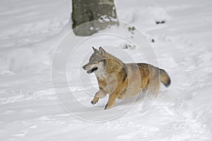 Gray wolf running in winter snow