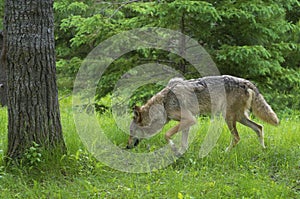 Gray Wolf smelling in green grass.