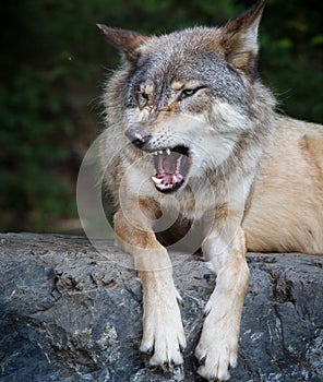 Gray wolf snarls