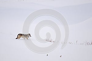 Gray wolf in the snow