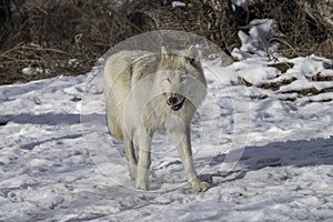 Gray Wolf in the Snow