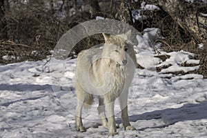 Gray Wolf in the Snow