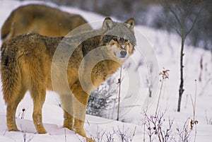 Gray Wolf in Snow