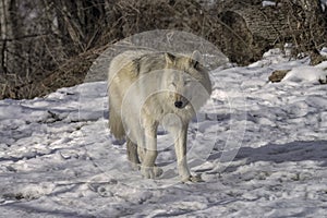 Gray Wolf in the Snow