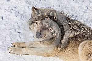 Gray Wolf in the Snow Looking up at the Camera