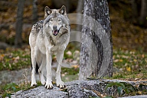Gray Wolf Standing On A Rock.