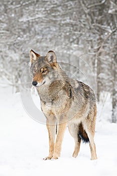 gray wolf standing on the snow