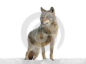 Gray wolf standing on snow isolated on white background