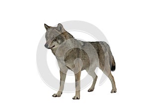 gray wolf stands in the snow isolated on white background