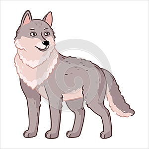 a gray wolf stands on a white background. Forest animals. Vector illustration with cute forest animals