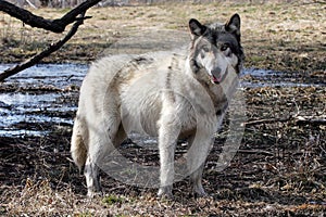 Gray wolf on a swamp