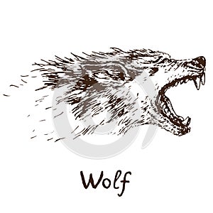 Gray Wolf timber wolf or western wolf howling face, open mouth with sharp canines