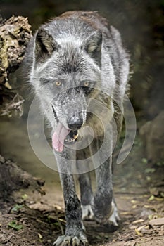 Gray Wolf walking
