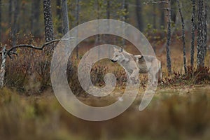 Wolf walking in forest