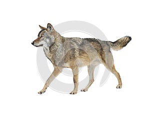 Gray wolf walking isolated on white