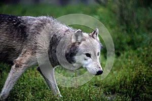 Gray wolf walking in an open field