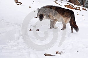 Gray wolf walking through a snowy forest