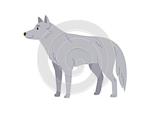 Gray wolf, wild forest animal. Woods hunter, predator. Canine beast, carnivore of Northern woodland. North dog-like