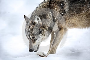 Gray wolf in winter snowing