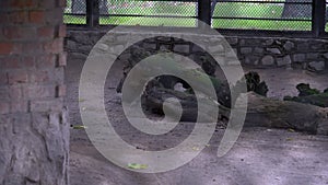 Gray wolf in zoo, danger wild animal captive