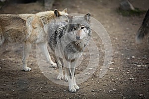 Gray wolf in the zoo