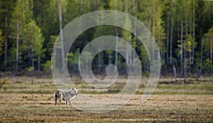 Gray wolfCanis lupus at twilight evening in summer.