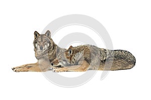 Gray wolfs lies on snow isolated on white background