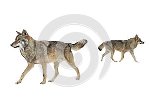 Gray wolfs walking isolated on white