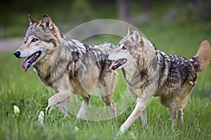 Gray wolves Canis Lupus timber wolf