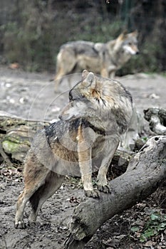 Gray wolves in countryside