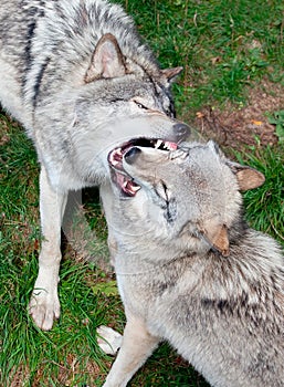 Gray Wolves Fighting