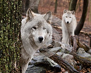 Gray wolves in a forest