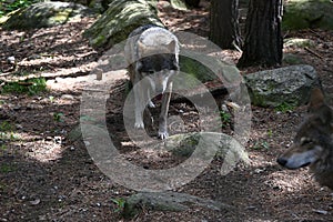 Gray wolves hunting for prey in a forest