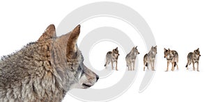 Gray wolves isolated on white background