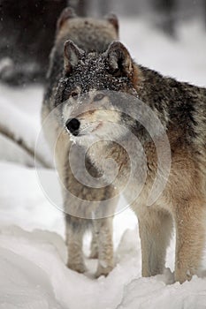 Gray Wolves In Winter