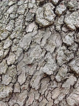 Gray Wood Bark Detail