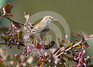 Gray Wren-Warbler Latin Sylvia communis.