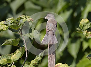 Gray Wren-Warbler Latin Sylvia communis.