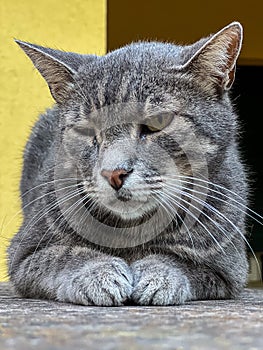 A gray yard cat lies on the fence with his eyes narrowed