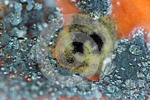 Gray and yellow-black mold appeared on a spoiled pumpkin, with drops of water.