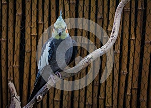 A gray and yellow cocktail parrot stands on a wooden board.