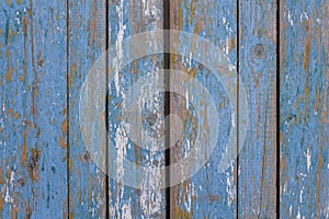 Gray yellow old fence a wall of wooden planks with blue peeling paint and cracks and white spots close-up. vertical lines. rough