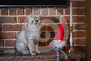 Gray young cat on a background of a red brick wall