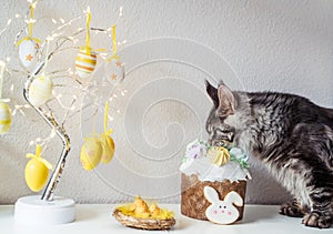 Gray young cat eating Easter cake photo